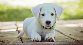  Mabel sanciona projeto que cria Programa Farmácia Veterinária Solidária em Goiânia